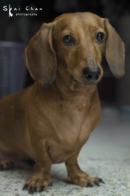 Pet photoshoot session with Luckie Chan
