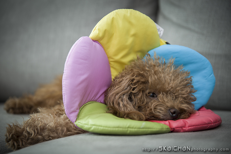 Pet dog photoshoot session with Elmo and Eby at Hougang (indoor)