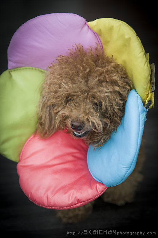 Pet dog photoshoot session with Elmo and Eby at Hougang (indoor)