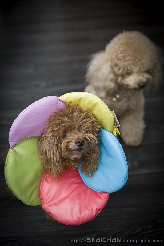 Pet dog photoshoot session with Elmo and Eby at Hougang (indoor)