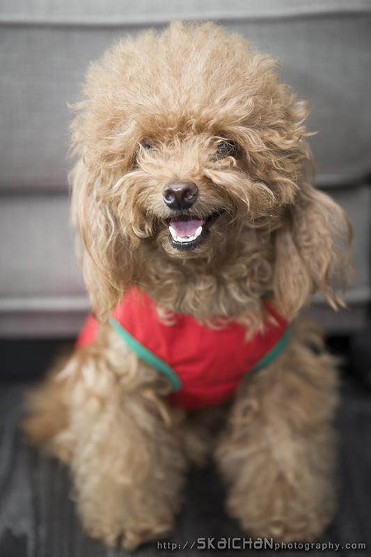 Pet dog photoshoot session with Elmo and Eby at Hougang (indoor)