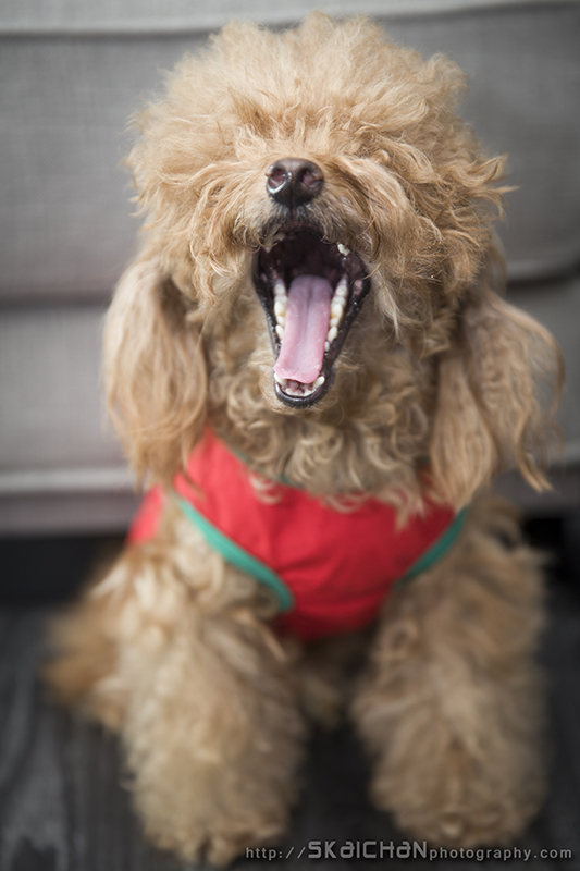 Pet dog photoshoot session with Elmo and Eby at Hougang (indoor)