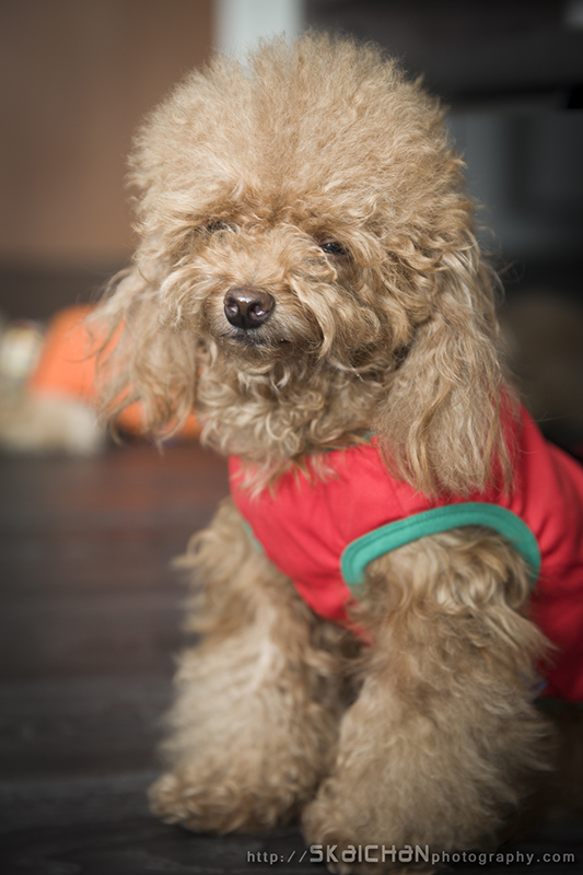 Pet dog photoshoot session with Elmo and Eby at Hougang (indoor)