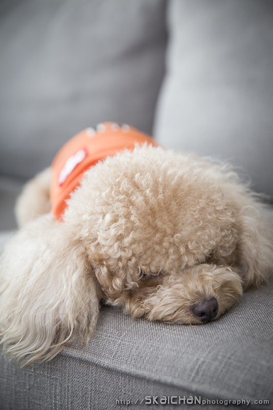 Pet dog photoshoot session with Elmo and Eby at Hougang (indoor)