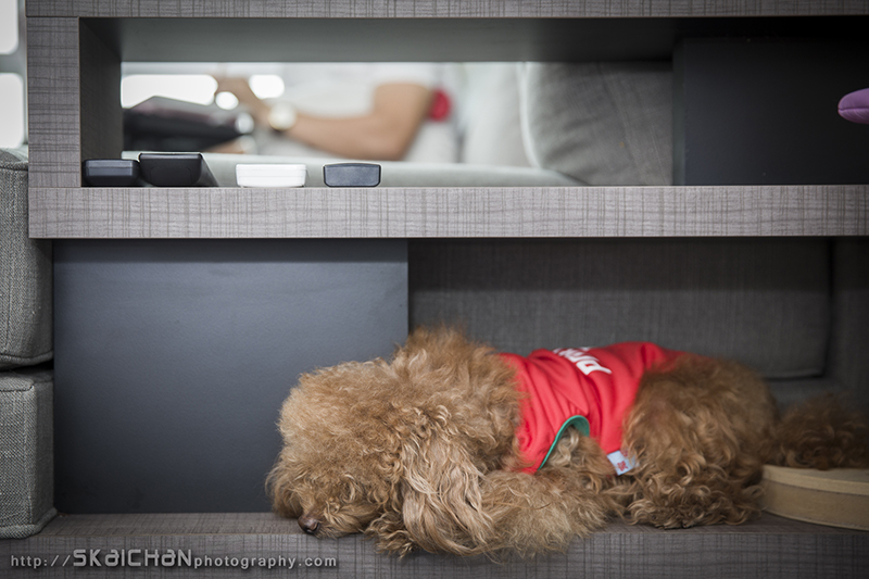 Pet dog photoshoot session with Elmo and Eby at Hougang (indoor)