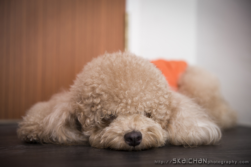 Pet dog photoshoot session with Elmo and Eby at Hougang (indoor)