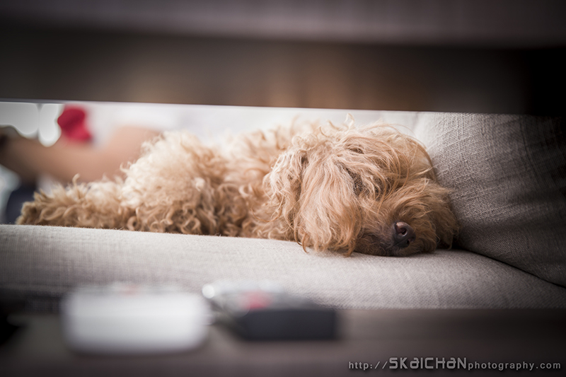 Pet dog photoshoot session with Elmo and Eby at Hougang (indoor)