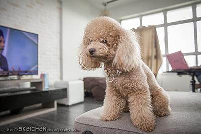 Outdoor Casual Pet Photoshoot - Elmo & Eby @ Home