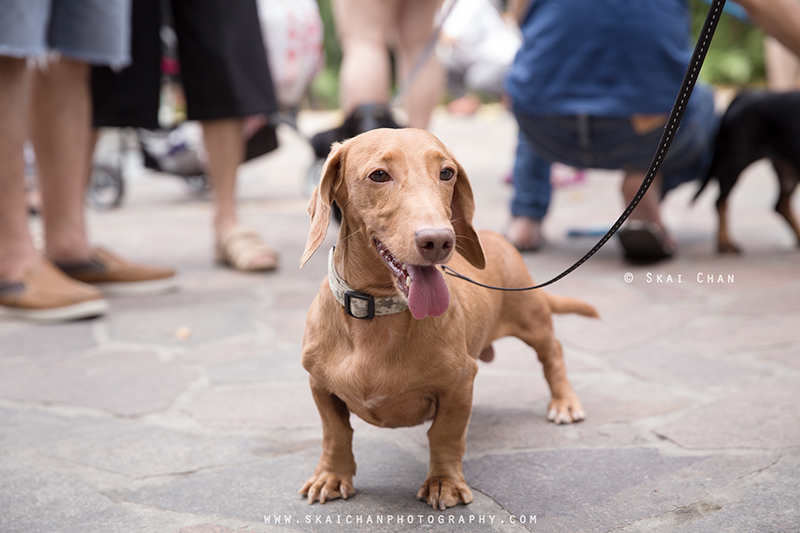 Pet dog photoshoot session with Singapore Dachies at Singapore Botanic Gardens