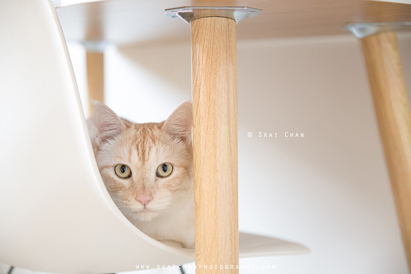 Pet cat photoshoot session with Ginger, Mino & Meow Mee at Bukit Batok (indoor)