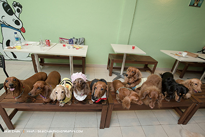 Barkday | Luckie