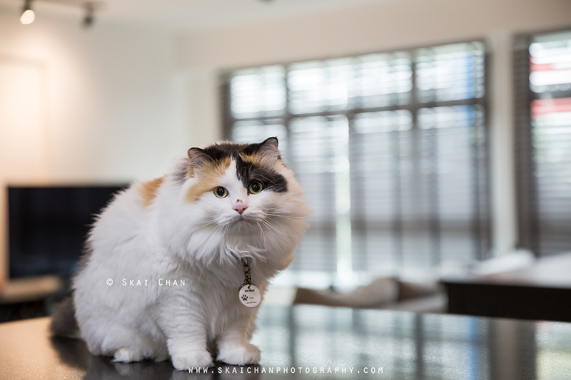 Professional cat photographer in Singapore