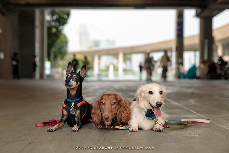 Professional pet photographer in Singapore